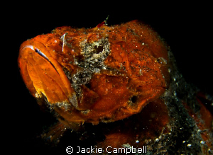 Red :)
Flasher scorpionfish in Lembeh, Canon S90 with du... by Jackie Campbell 